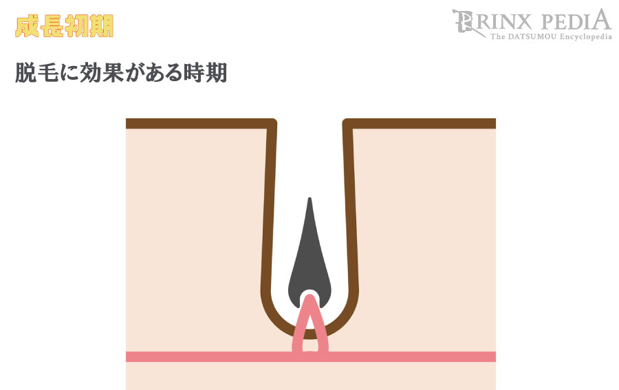 毛周期とは 部位別の毛周期と効率的な脱毛について解説 メンズ脱毛百科事典 リンクスペディア