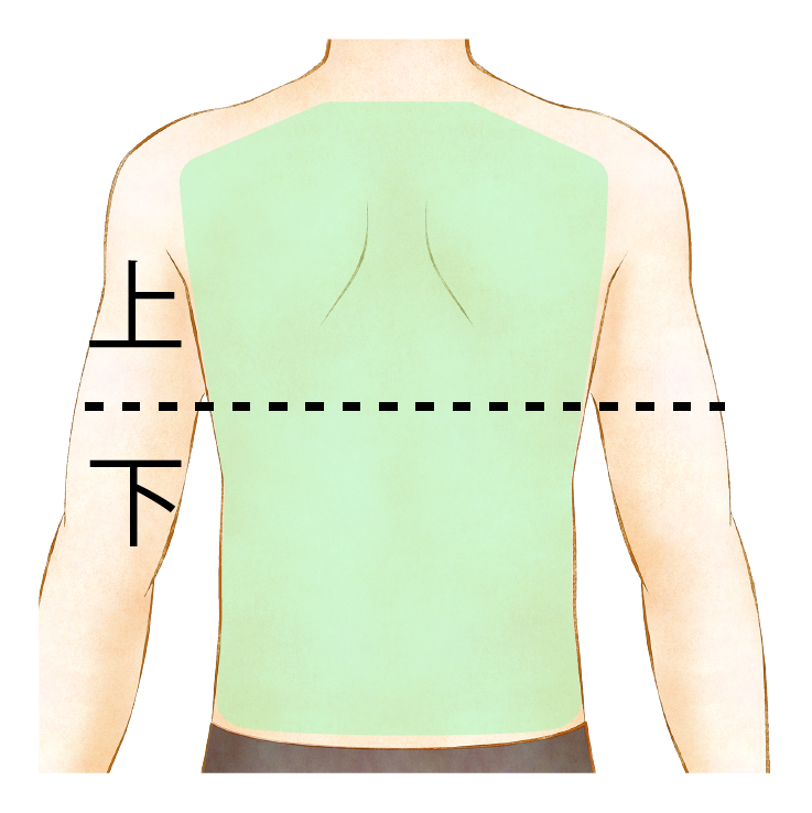 背中の範囲