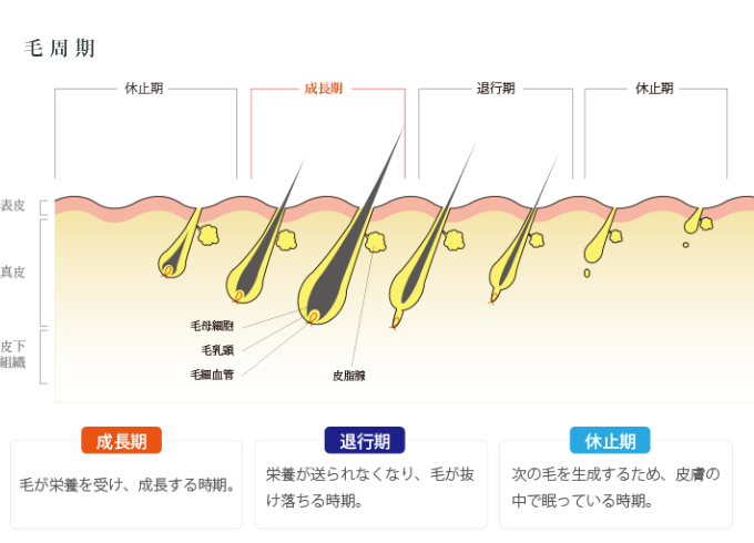 毛周期イメージ