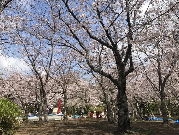 水と緑のオアシス西公園2019年04月01日