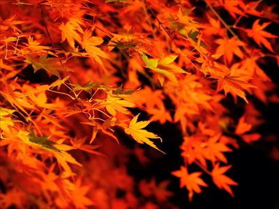 秋・冬のイベントin岡山2019年11月01日
